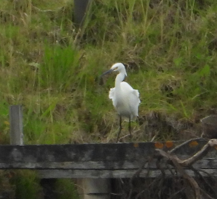Little Egret - ML645983319
