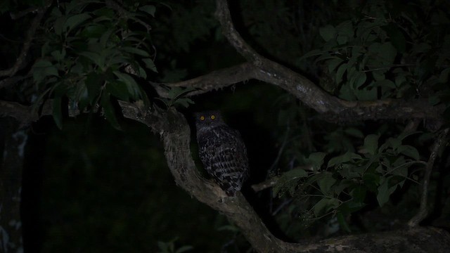 Brown Fish-Owl - ML645983328