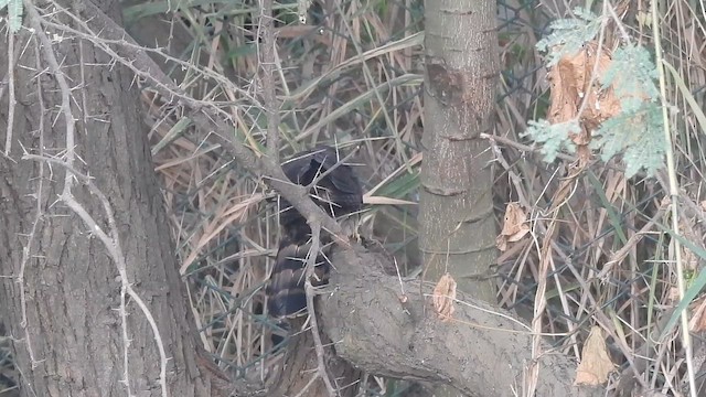 Large Hawk-Cuckoo - ML645983346