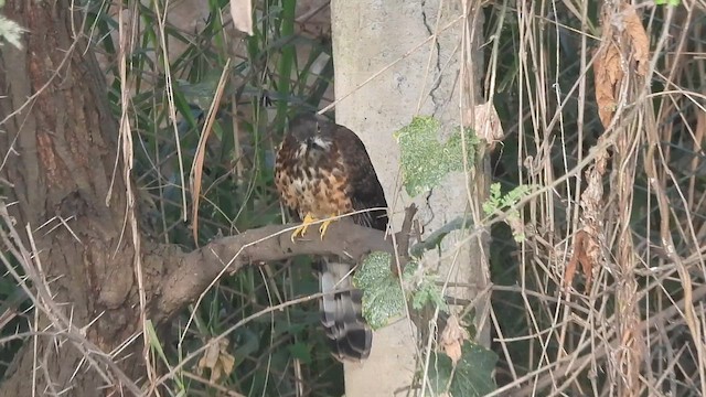 Large Hawk-Cuckoo - ML645983356