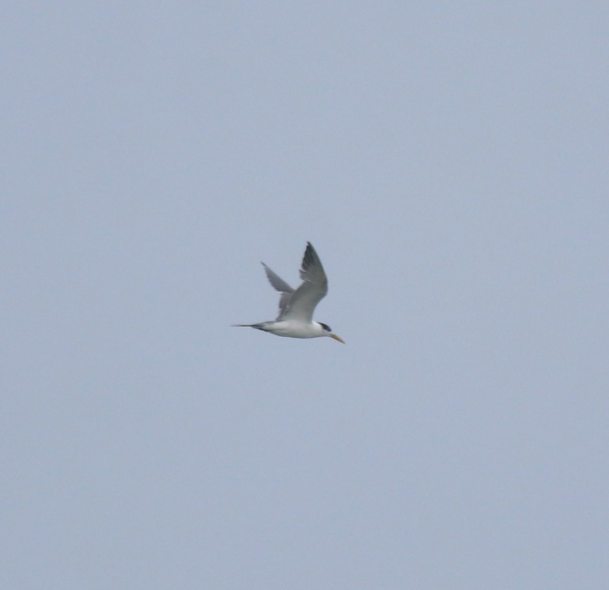 Great Crested Tern - ML645983366
