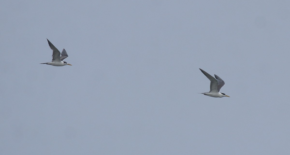 Great Crested Tern - ML645983367
