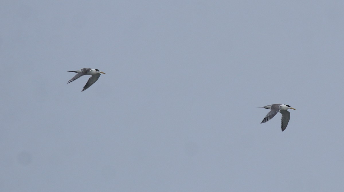 Great Crested Tern - ML645983368