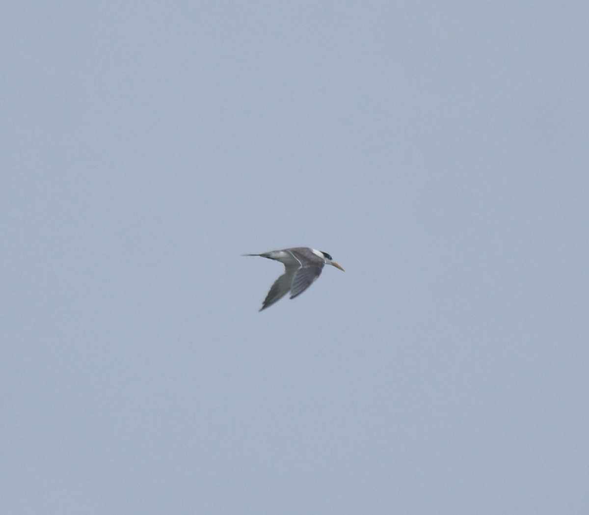 Great Crested Tern - ML645983369