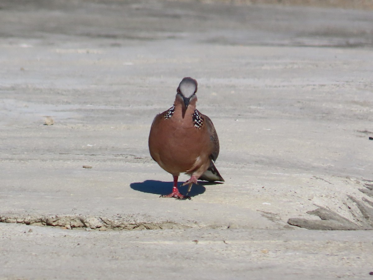Spotted Dove - ML645983382