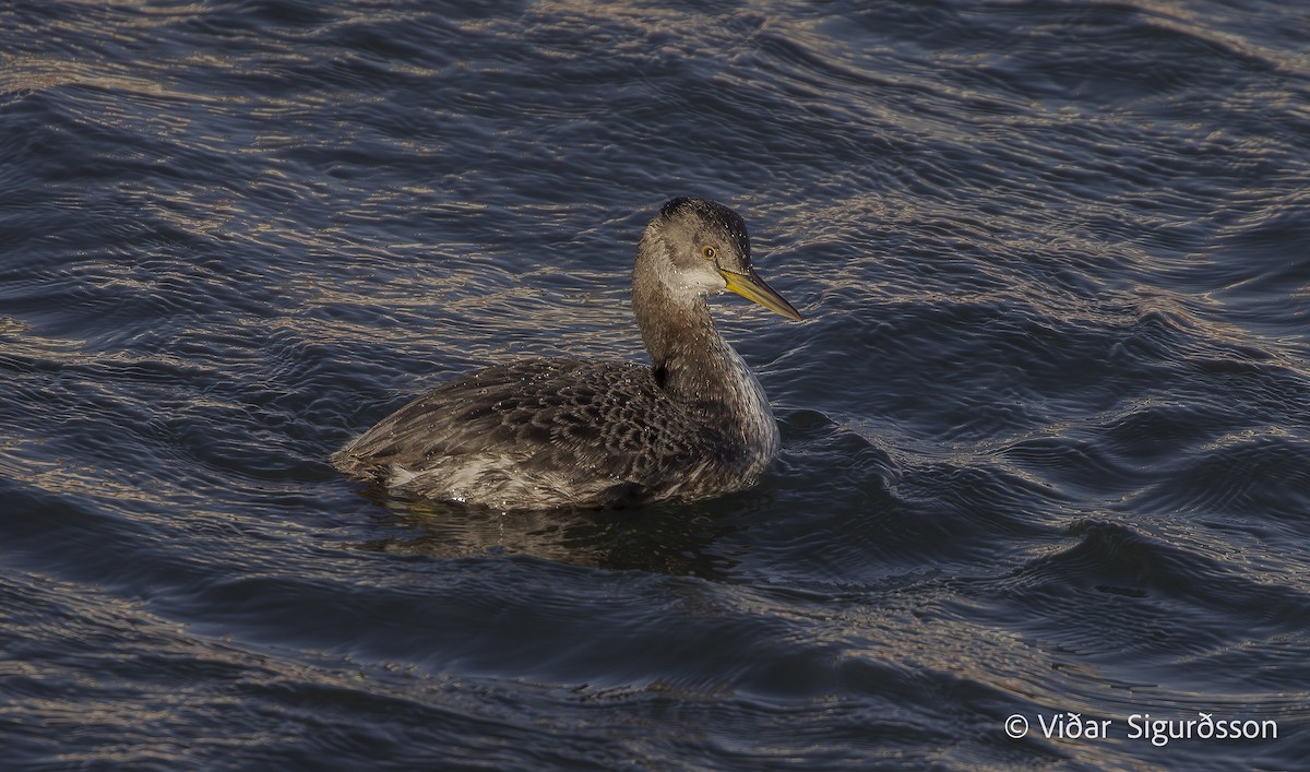 Red-necked Grebe - ML645983384