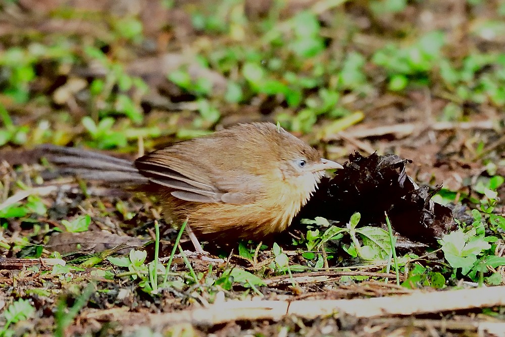 Tawny-bellied Babbler - ML645983385