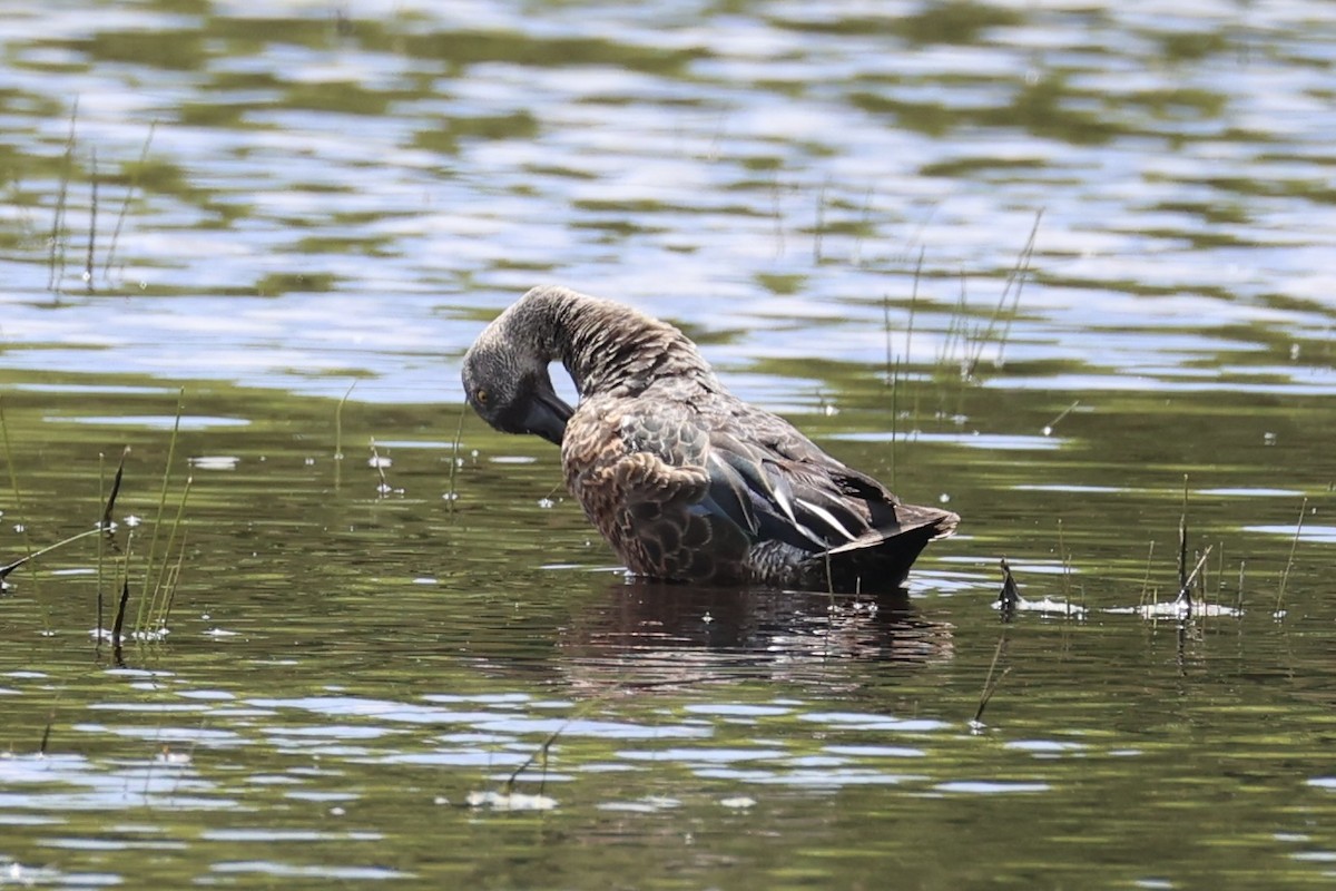 Australasian Shoveler - ML645983386