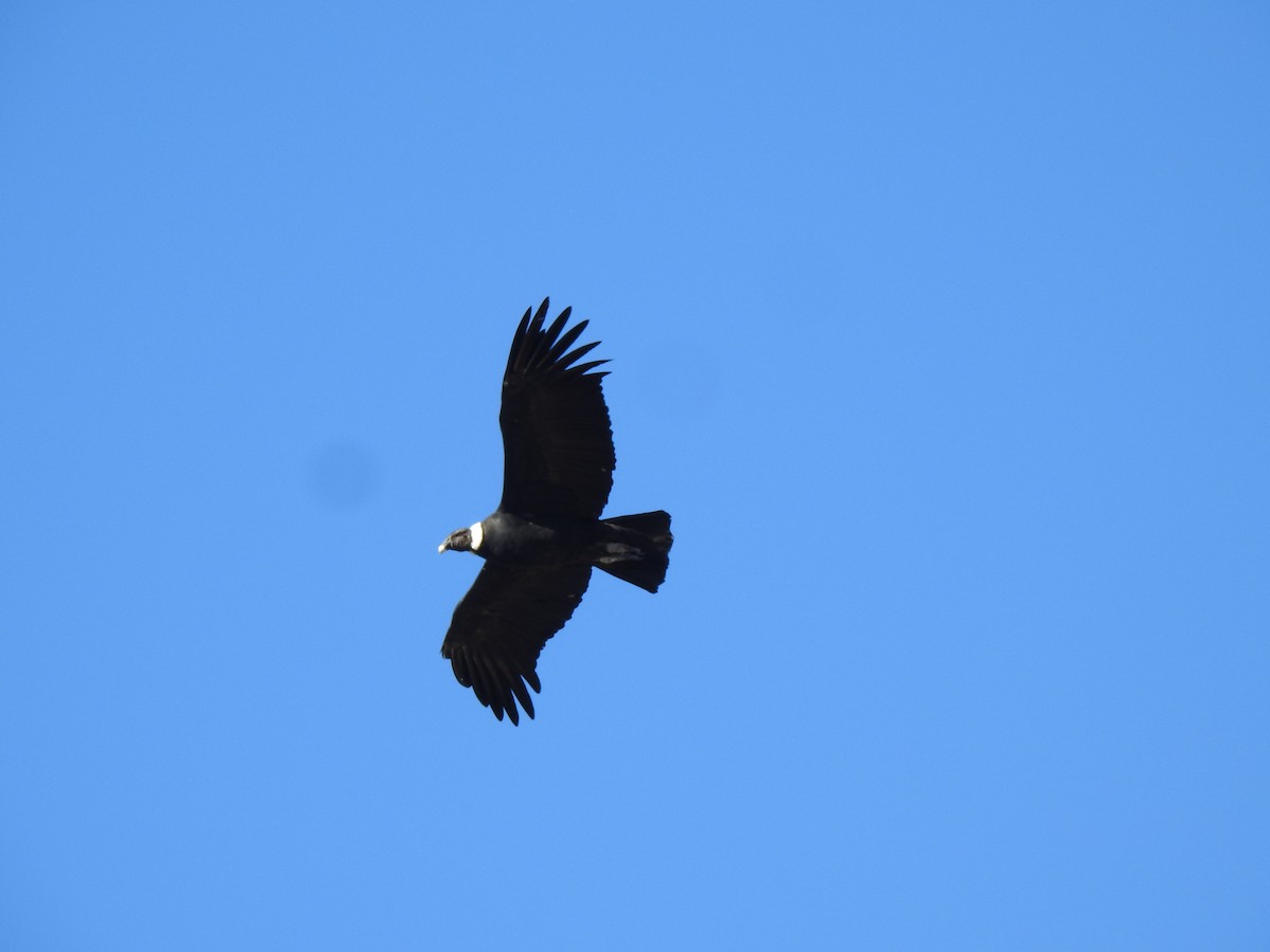 Andean Condor - ML645983387