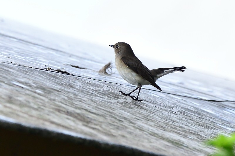 Asian Brown Flycatcher - ML645983388
