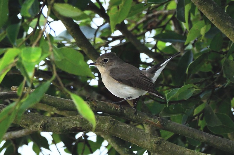 Asian Brown Flycatcher - ML645983389