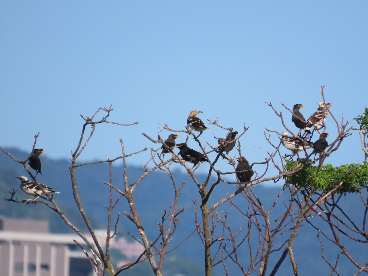 Crested Myna - ML645983390