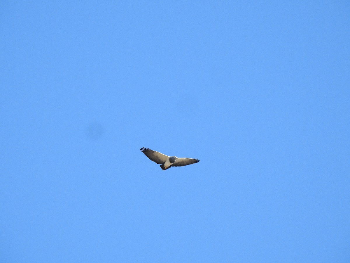Black-chested Buzzard-Eagle - ML645983391