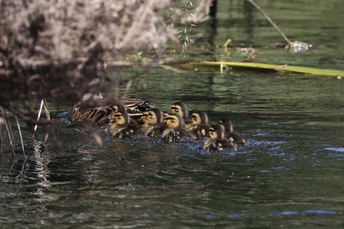 Australasian Shoveler - ML645983392