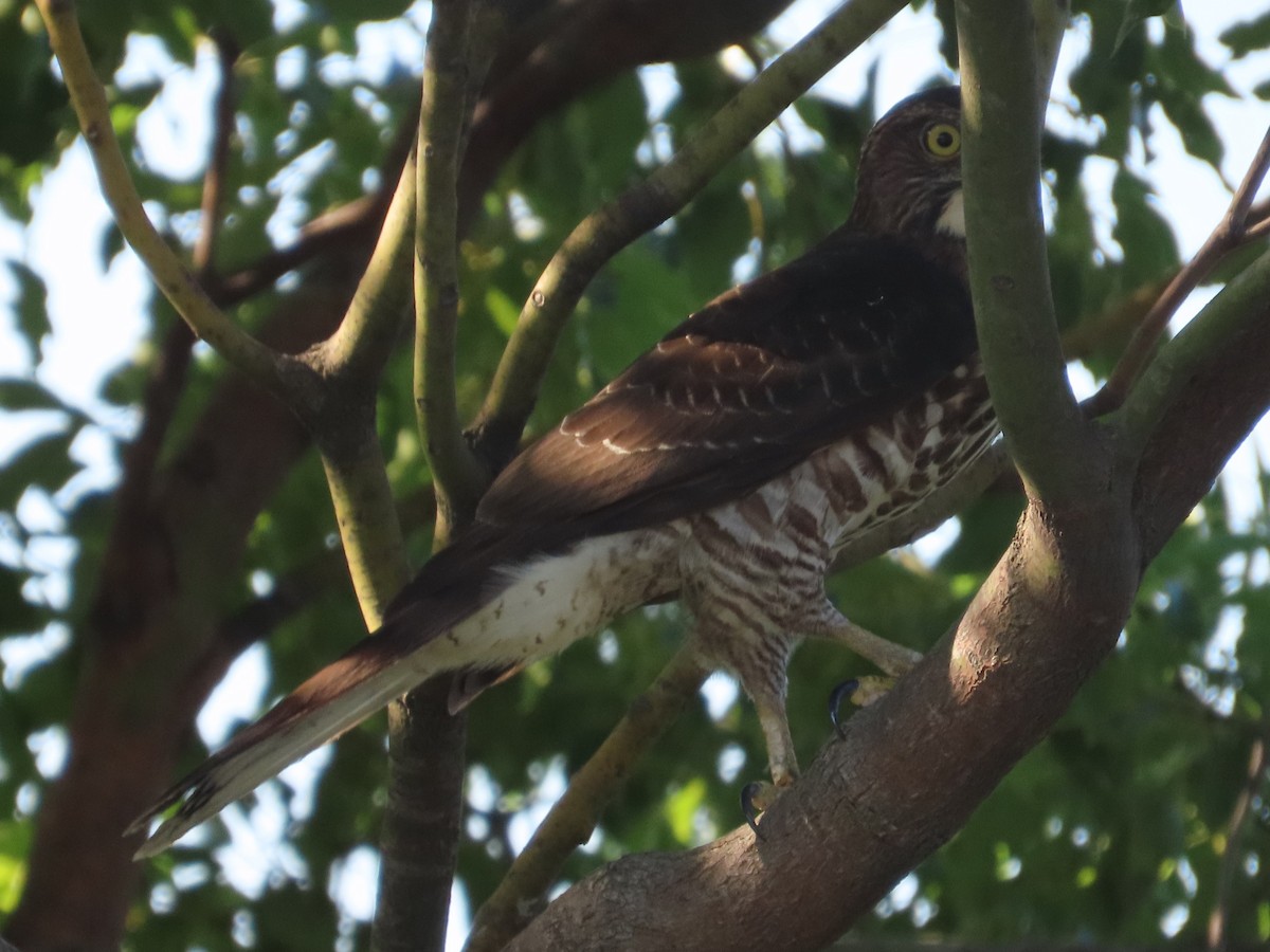Crested Goshawk - ML645983396