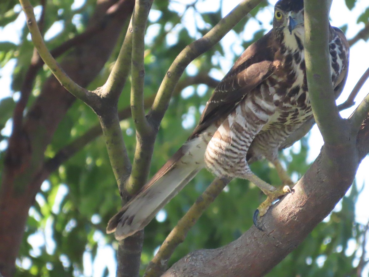 Crested Goshawk - ML645983397