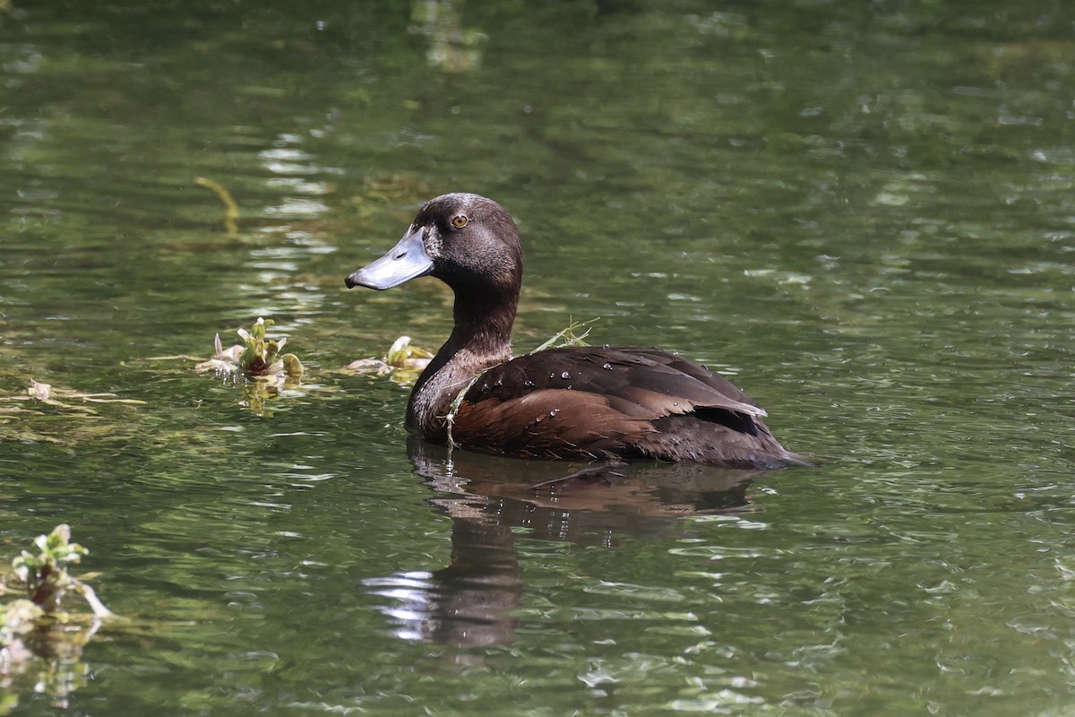New Zealand Scaup - ML645983398