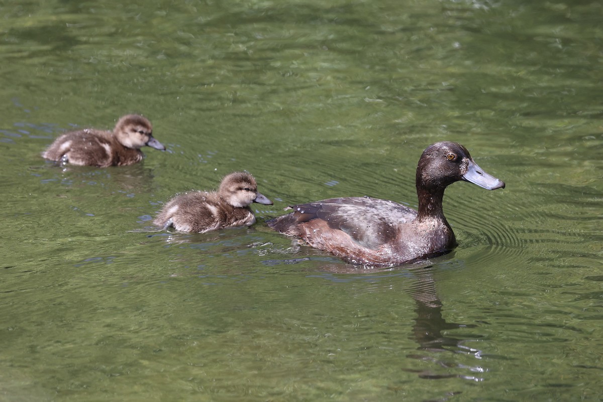 New Zealand Scaup - ML645983399