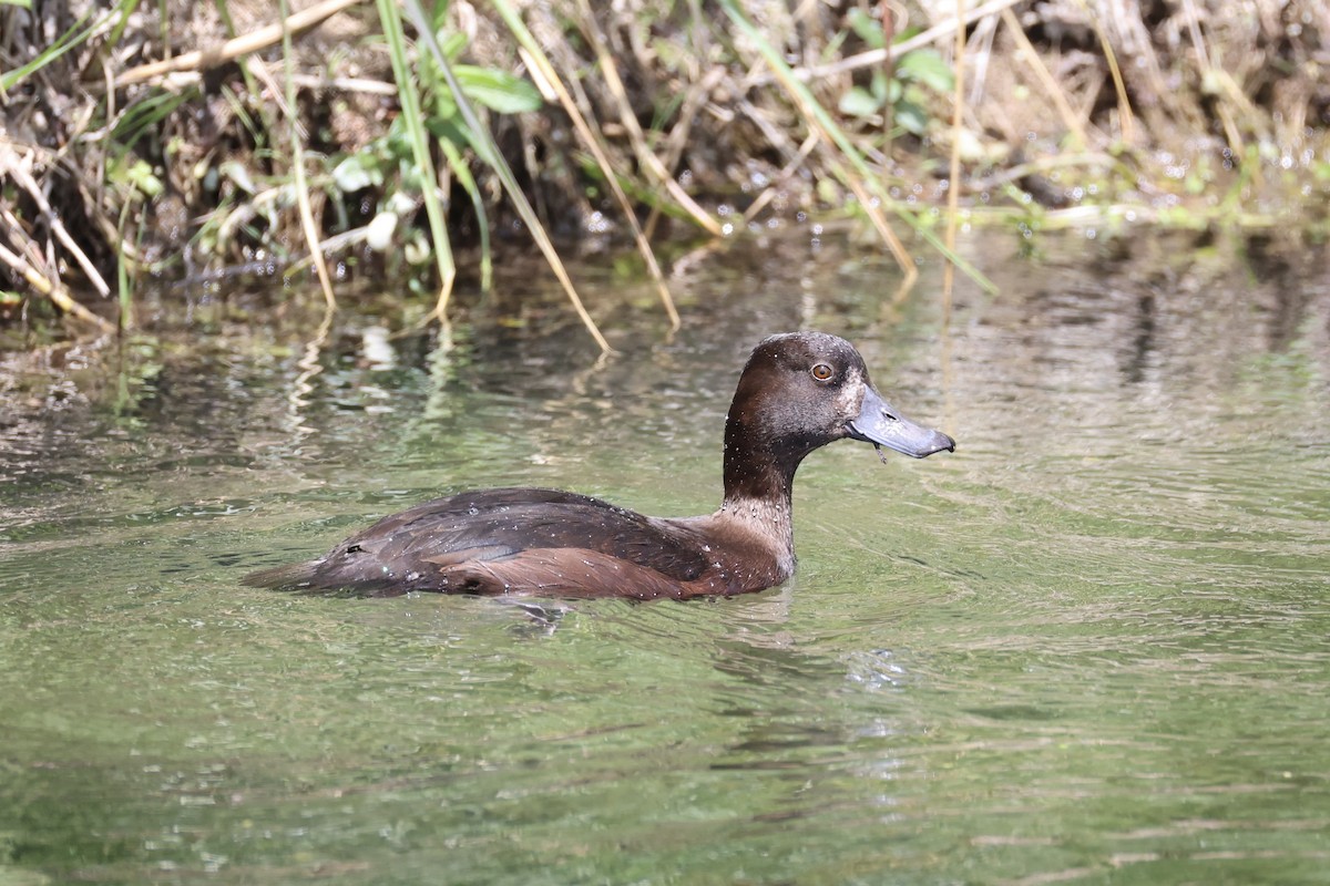 New Zealand Scaup - ML645983400