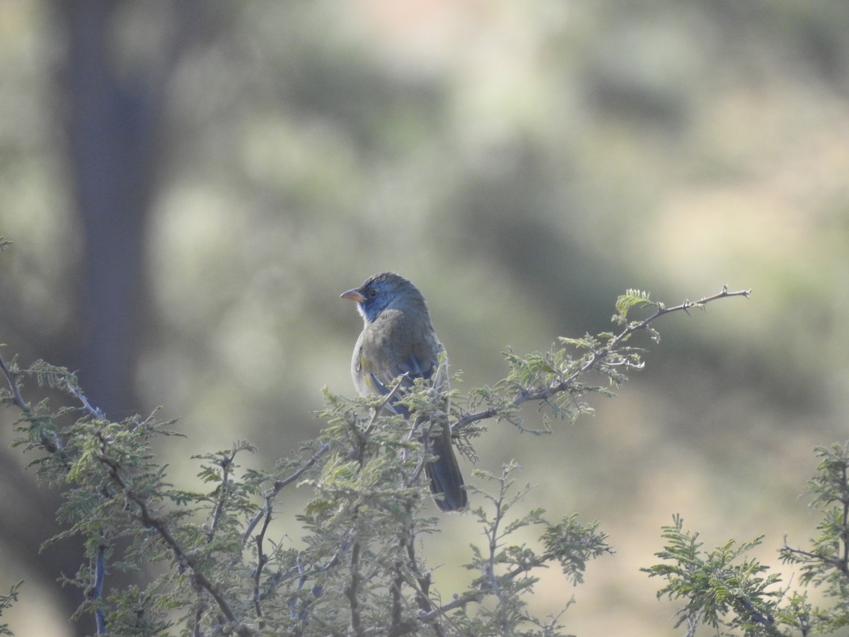 Great Pampa-Finch - ML645983401