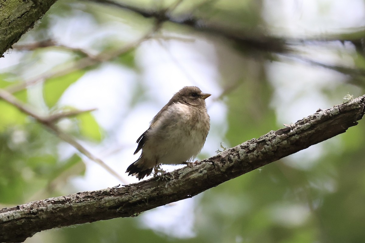 Pied Cormorant - ML645983403