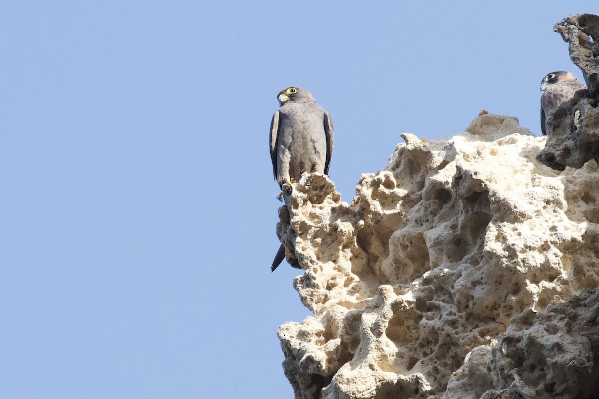 Sooty Falcon - ML645983404