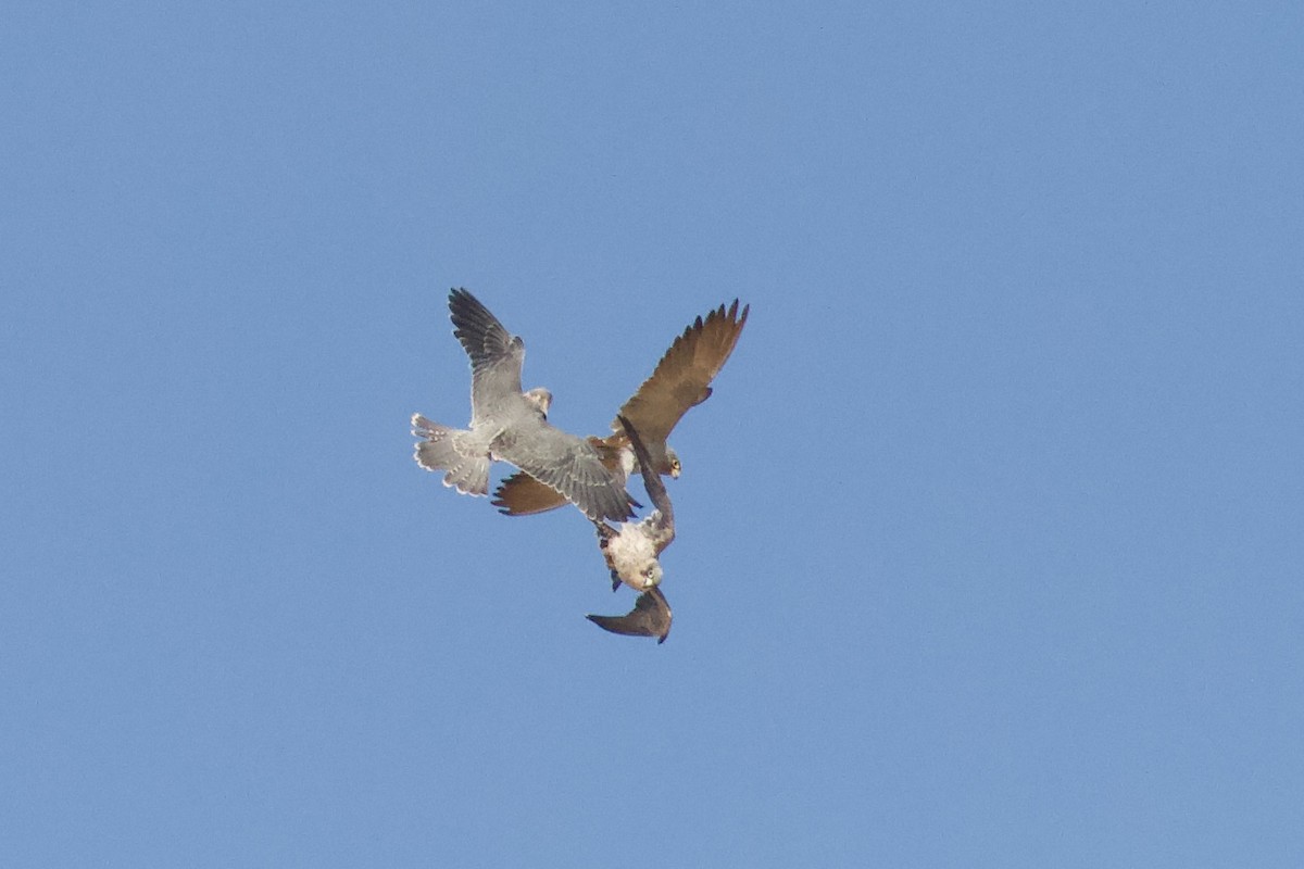 Sooty Falcon - ML645983405