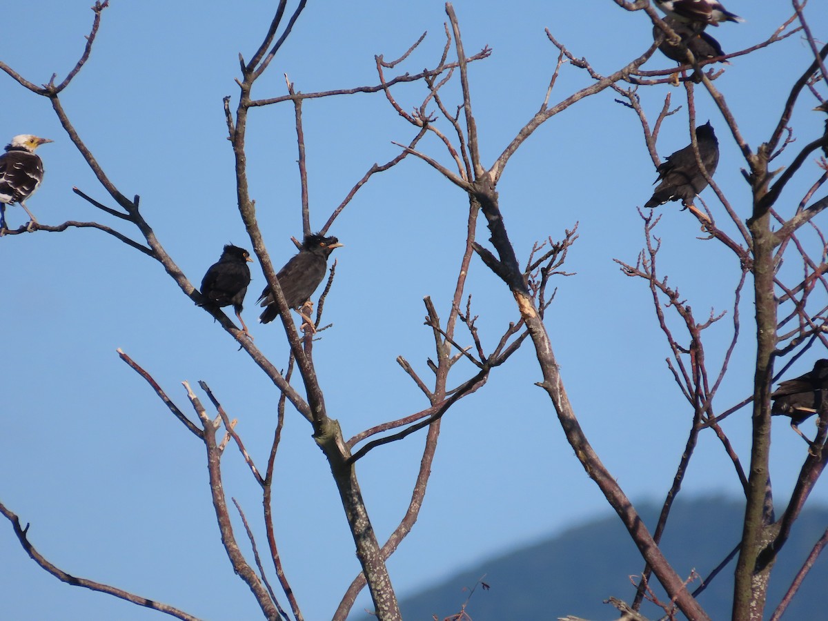 Crested Myna - ML645983407