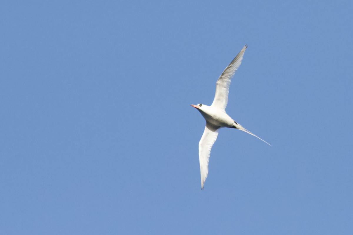 Red-billed Tropicbird - ML645983408