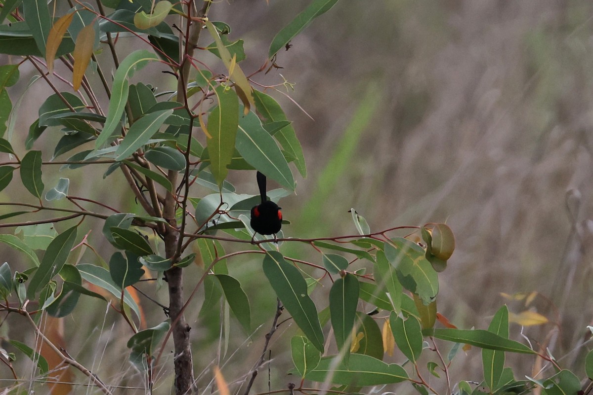 Red-backed Fairywren - ML645983410