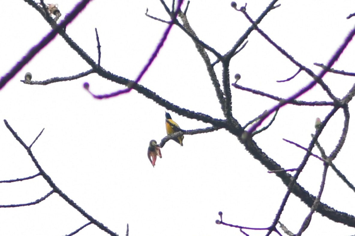 Black-hooded Oriole - ML645983411
