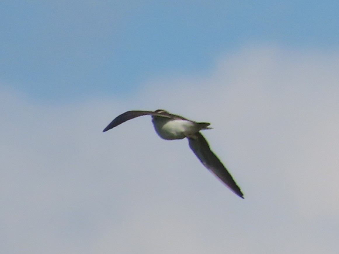 Little Ringed Plover - ML645983412