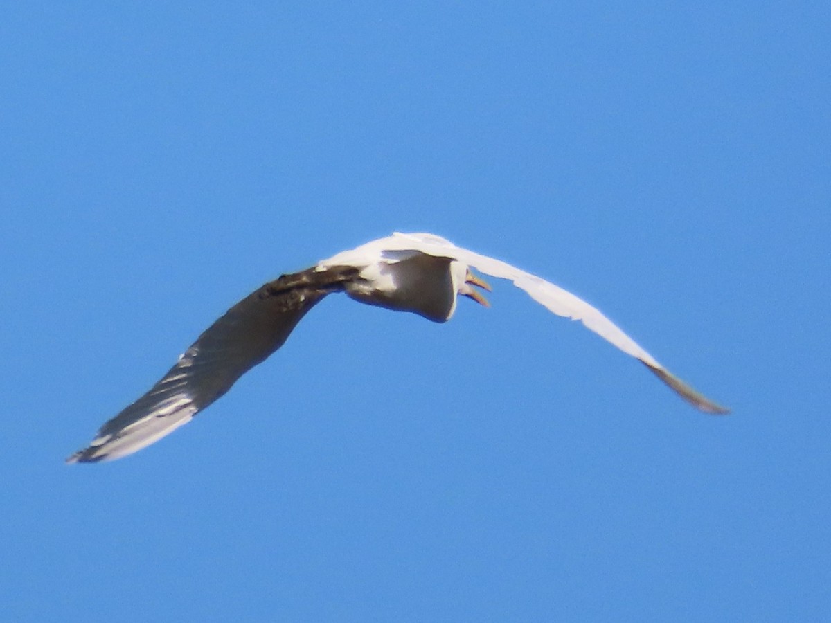 Eastern Cattle-Egret - ML645983413