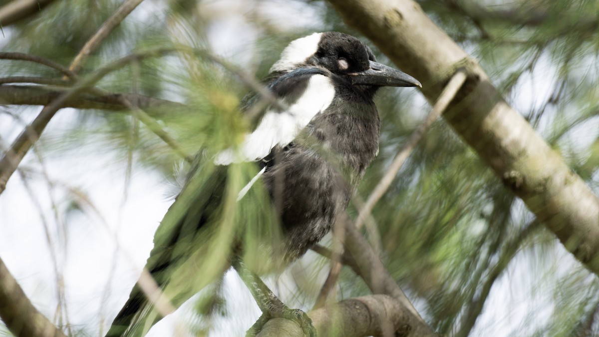 Australian Magpie - ML645983431