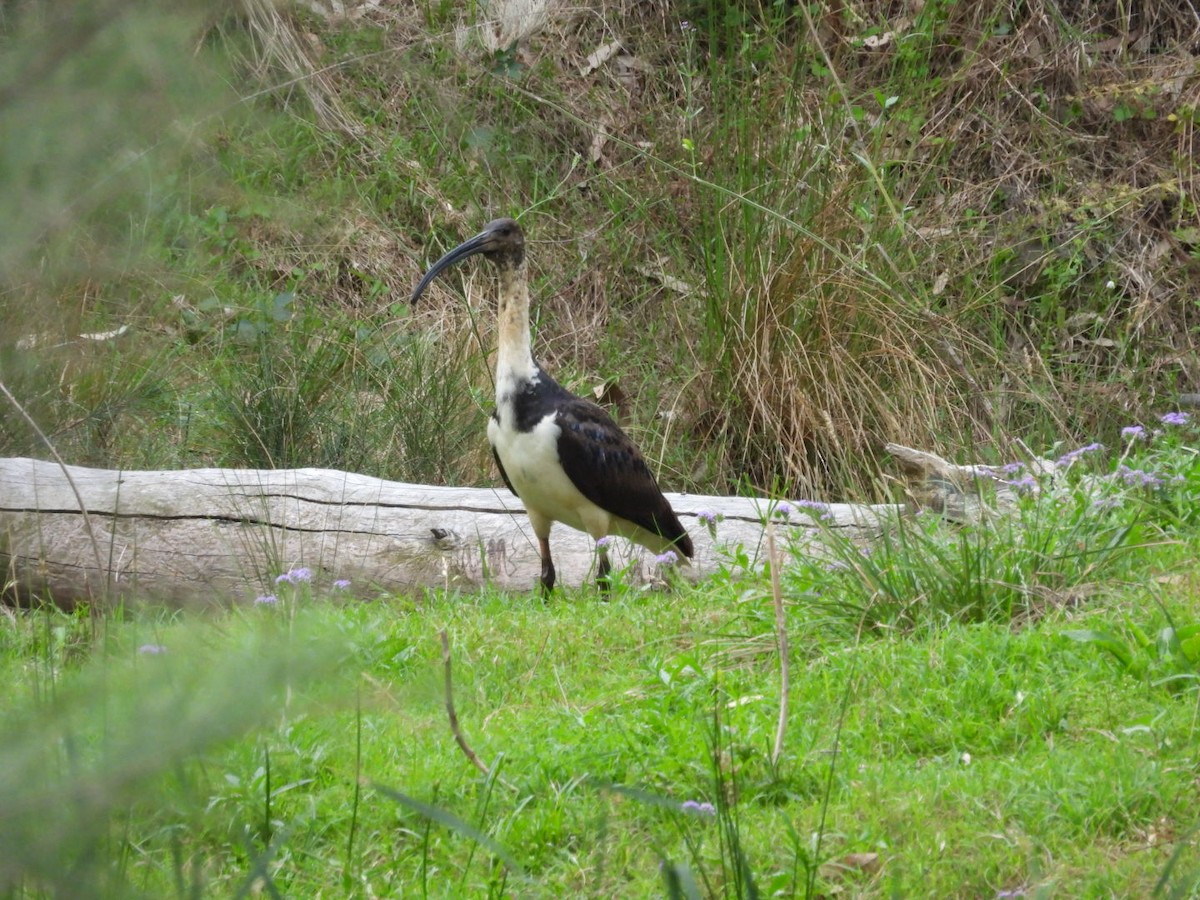 Straw-necked Ibis - ML645983432