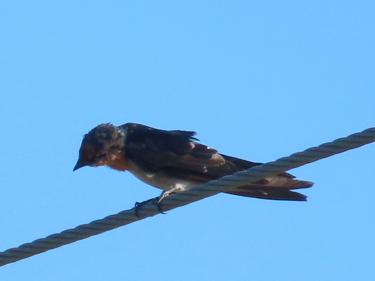 Pacific Swallow - ML645983433
