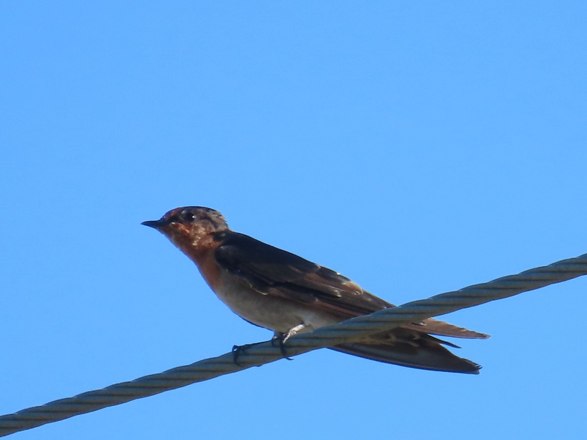 Pacific Swallow - ML645983435