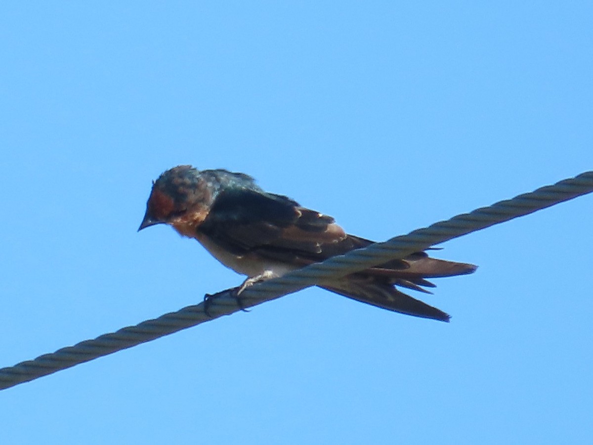 Pacific Swallow - ML645983436