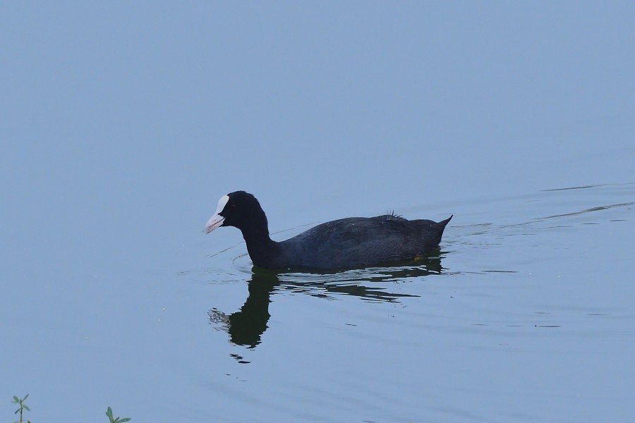 Eurasian Coot - ML645983437