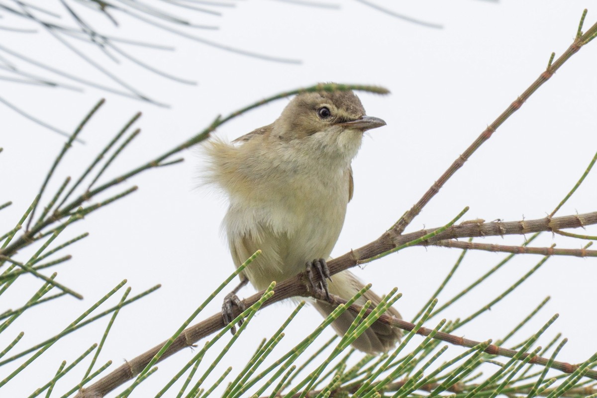 Australian Reed Warbler - ML645983438