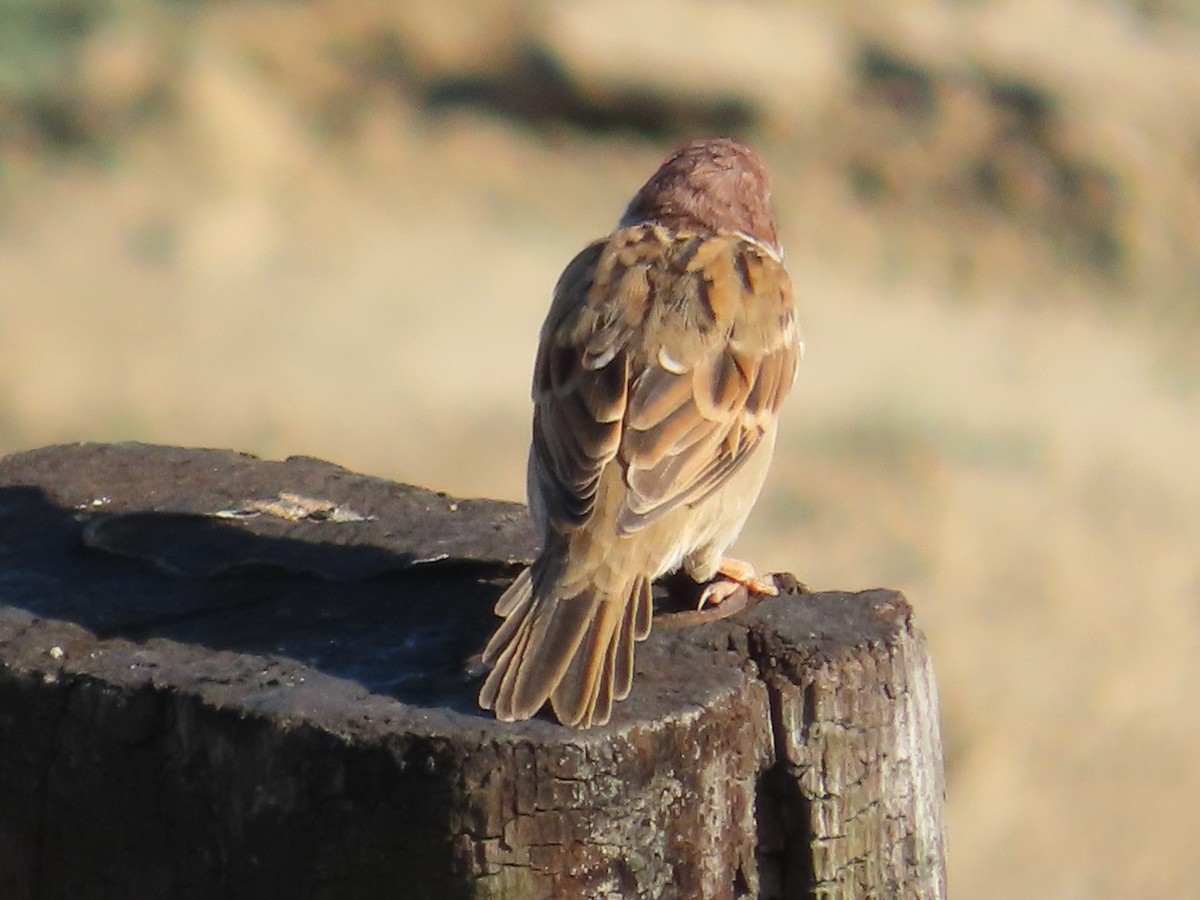 Eurasian Tree Sparrow - ML645983440