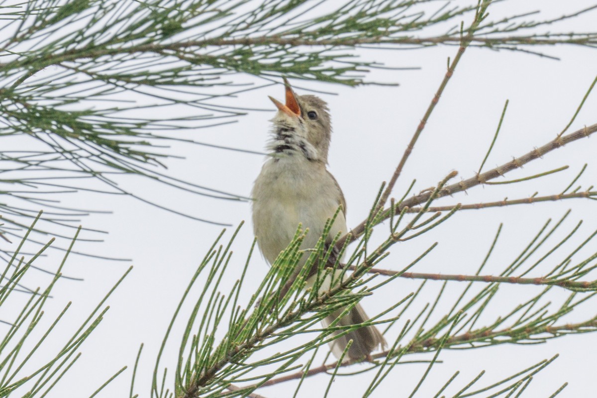 Australian Reed Warbler - ML645983441