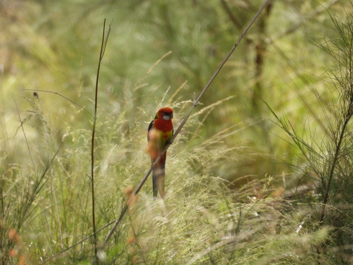 Eastern Rosella - ML645983442