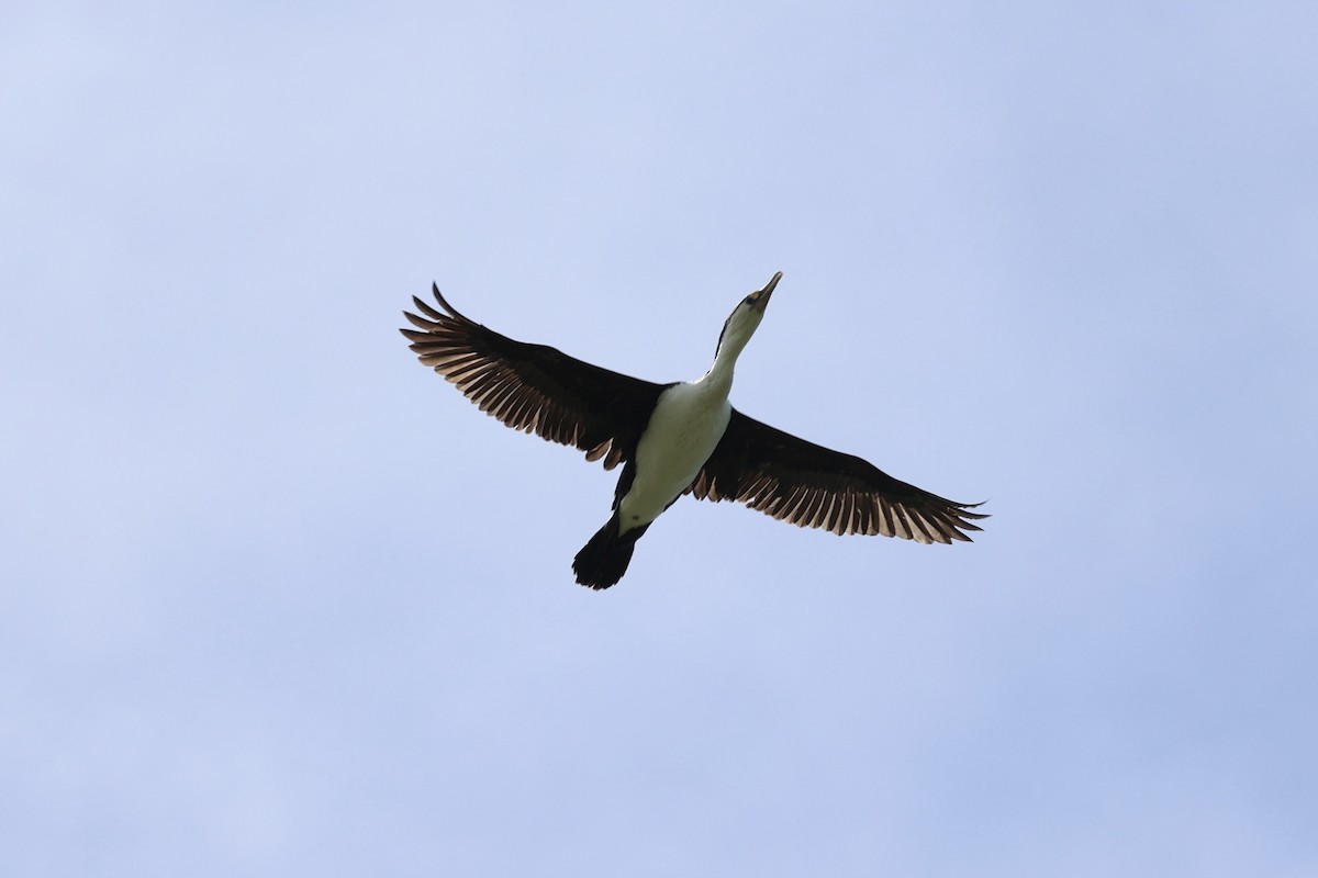 Pied Cormorant - ML645983443