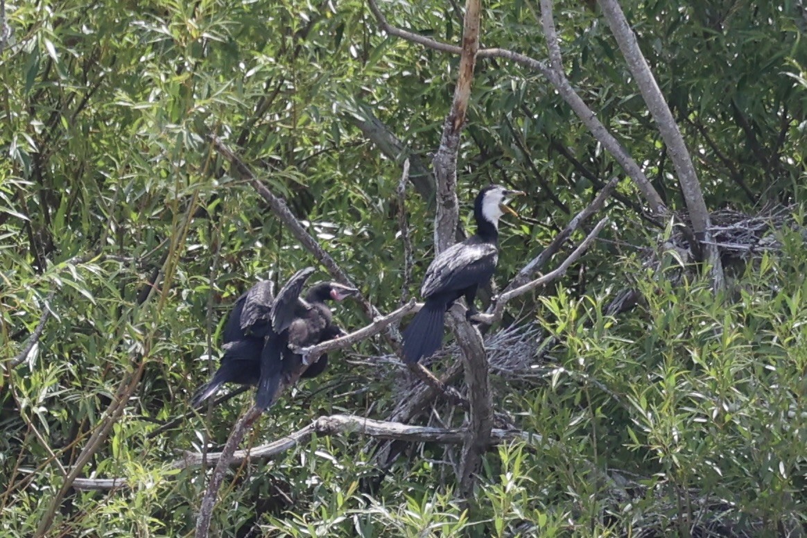 Little Pied Cormorant - ML645983446