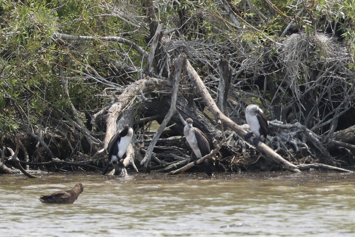 Pied Cormorant - ML645983447