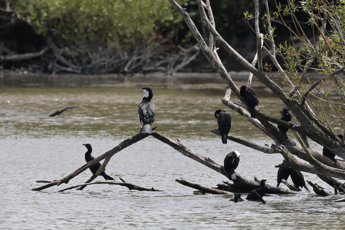 Pied Cormorant - ML645983448