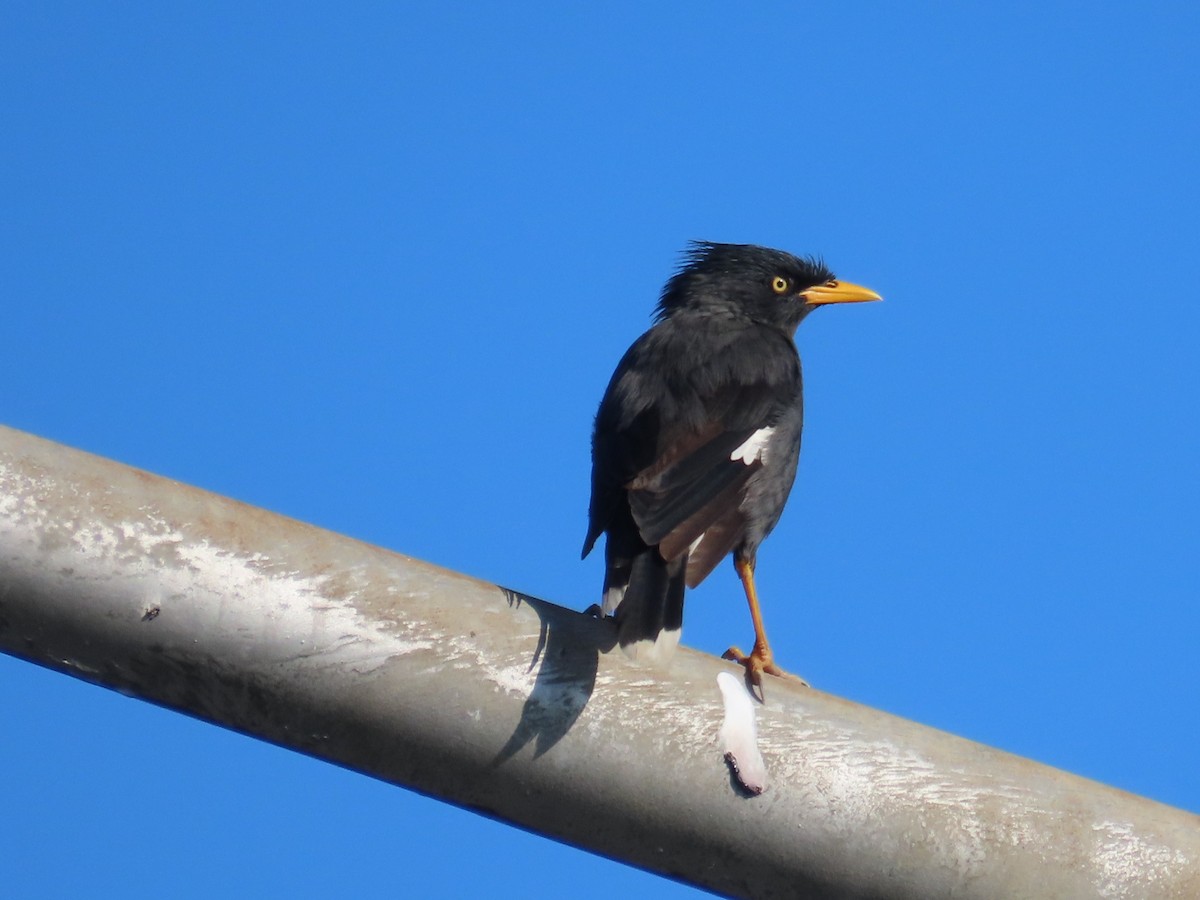 Javan Myna - ML645983449