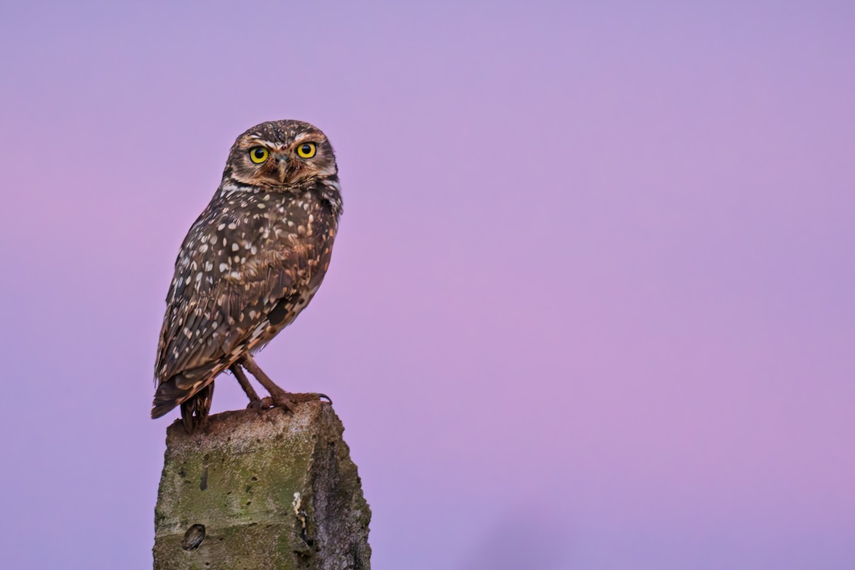 Kaninchenkauz - ML645983450