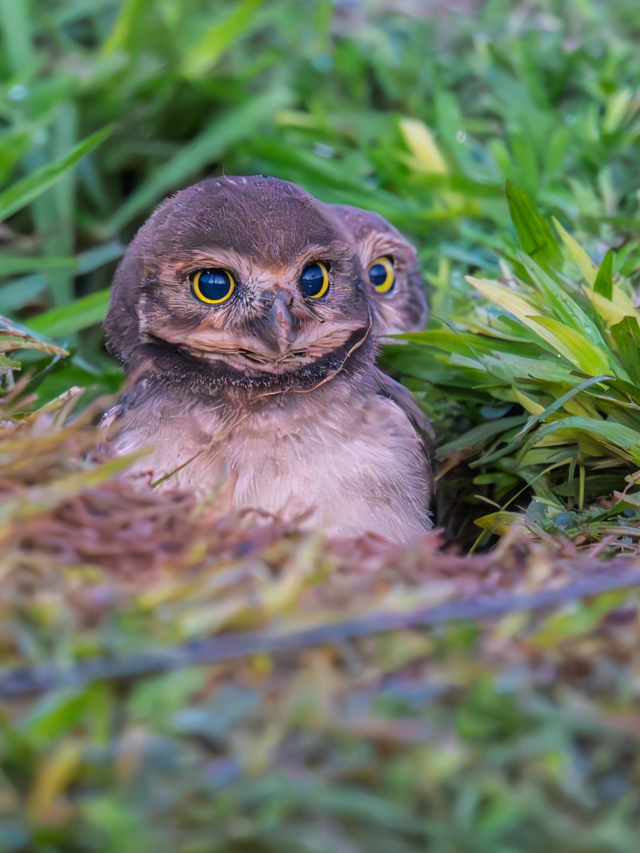 Burrowing Owl - ML645983451